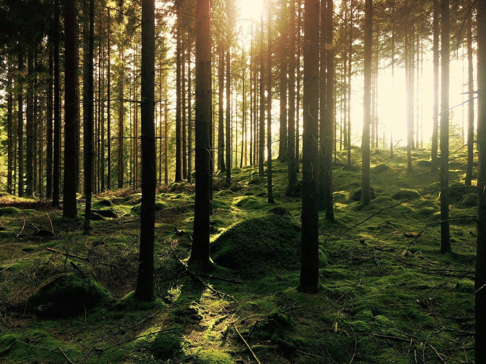 Wald bei Lübbenau